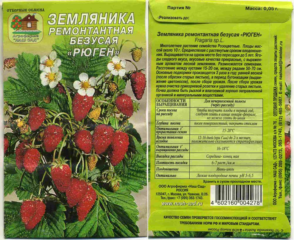 Ремонтантная безусая земляника