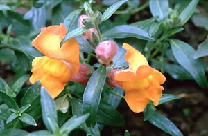 Antirrinium