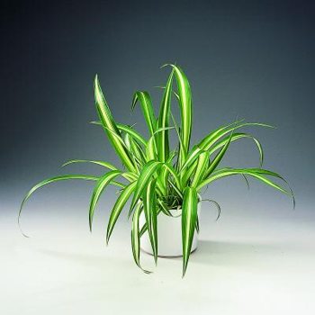 chlorophytum_comosum_vittatum