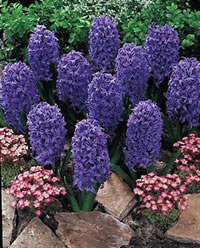 Delfts_Blue