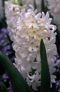 White_Pearl