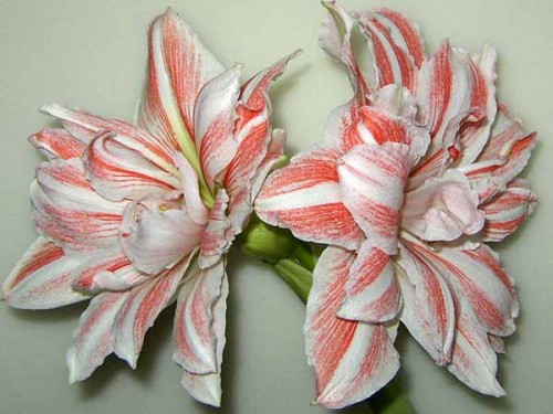gippeastrum