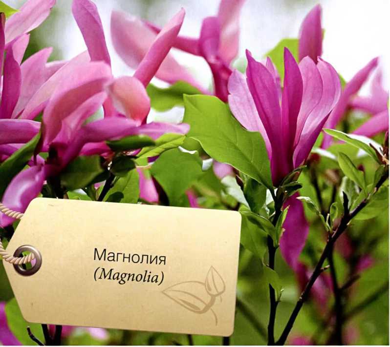 Магнолия