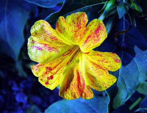 mirabilis