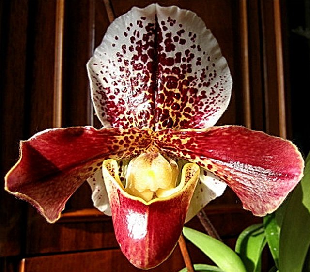 pafiopedikyum1