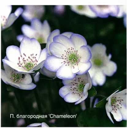 Печеночница благородная