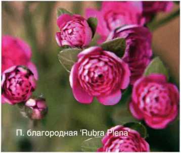 Печеночница благородная