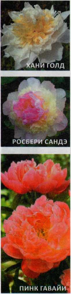 Пионы садовые