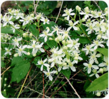 к. виргинский (С. virginiana)