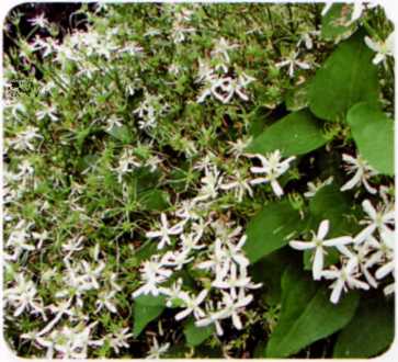 к. метельчатый (С. paniculata)