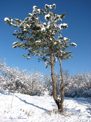 derevya v moroz