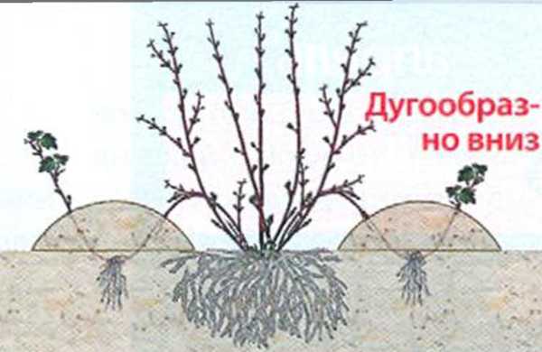 «Отводим»смородину