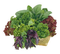 salat20