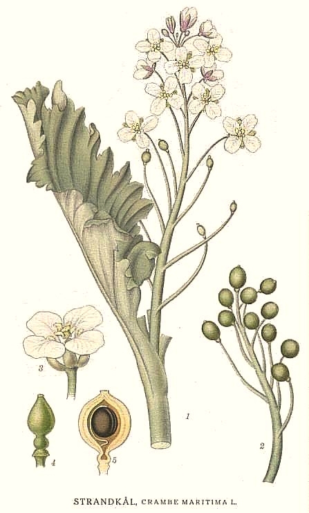 Crambe_maritima