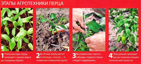 высадка в грунт перца