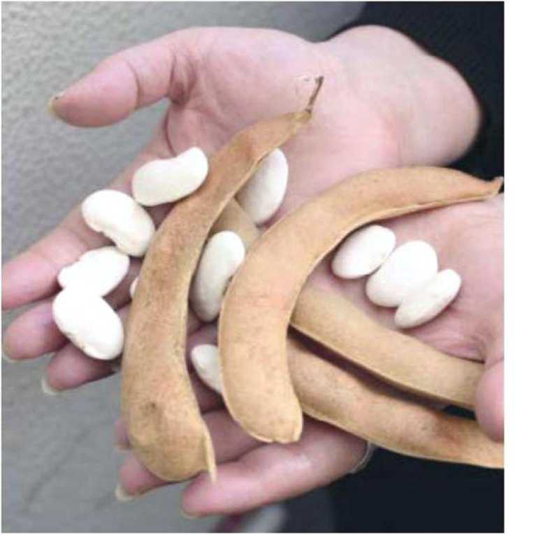 Фасоль