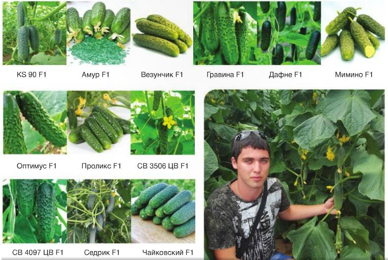Выращиваем огурцы