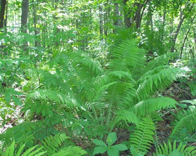 paporotnik