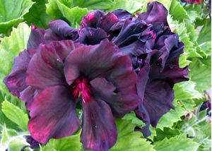 pelargoni