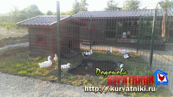 Утятник для птиц